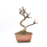 Essfeige 'Ficus carica'