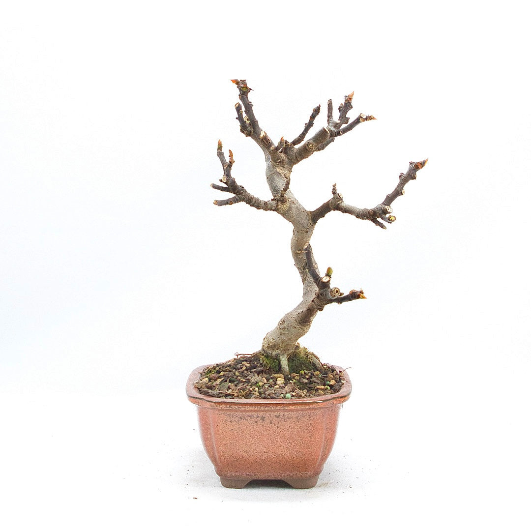 Essfeige 'Ficus carica'