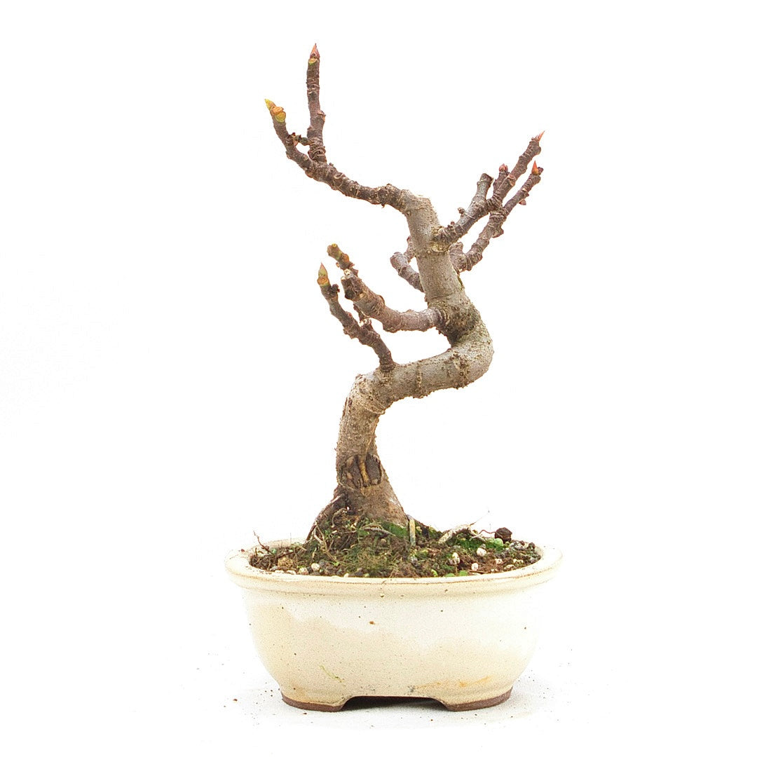 Essfeige 'Ficus carica'
