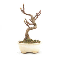 Essfeige 'Ficus carica'