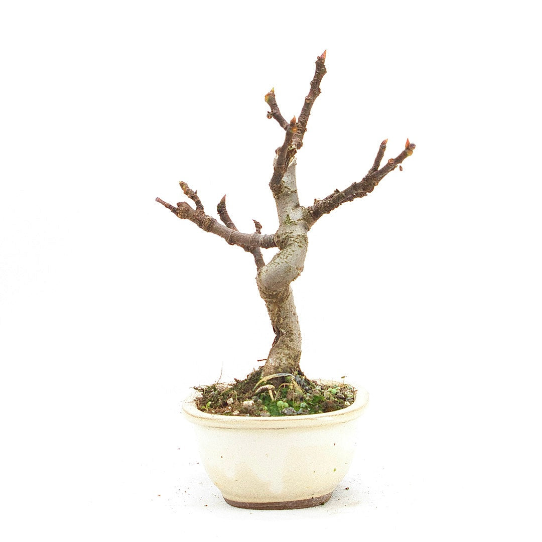 Essfeige 'Ficus carica'