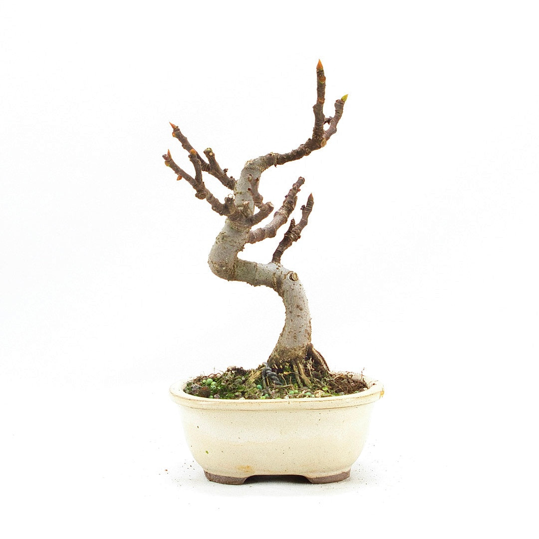 Essfeige 'Ficus carica'