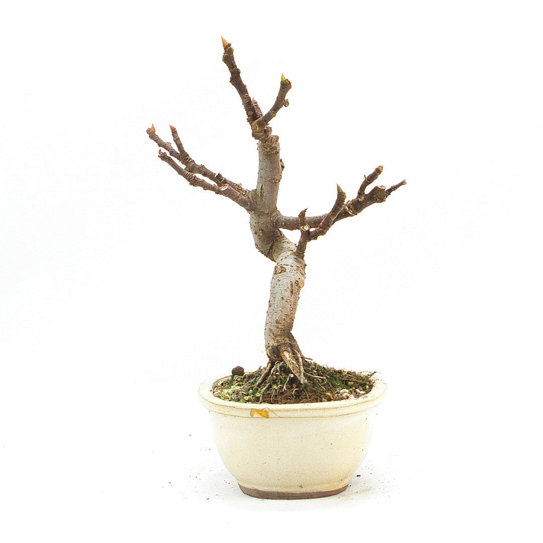 Essfeige 'Ficus carica'