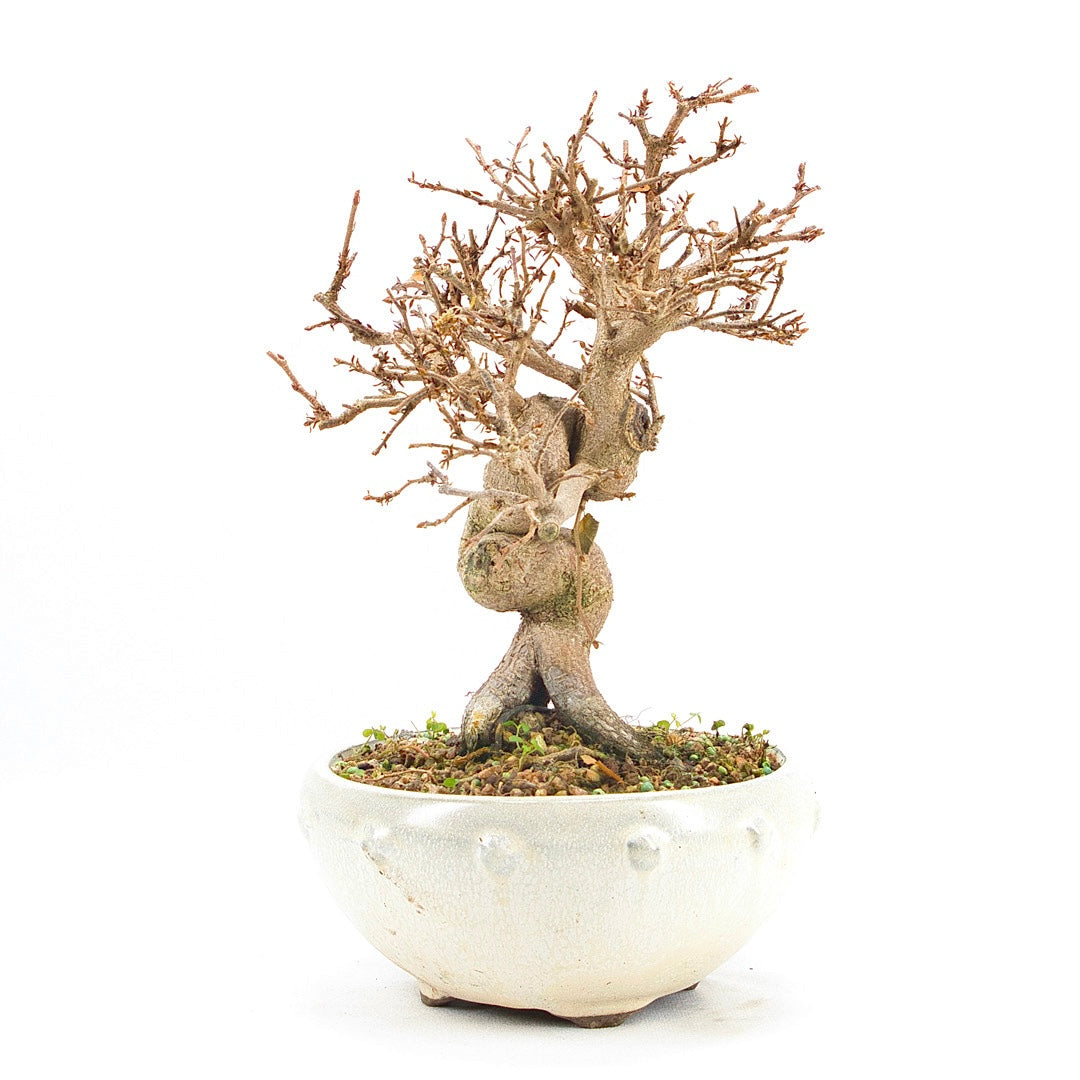 Koreanische Hainbuche ‚Carpinus turczaninowi‘