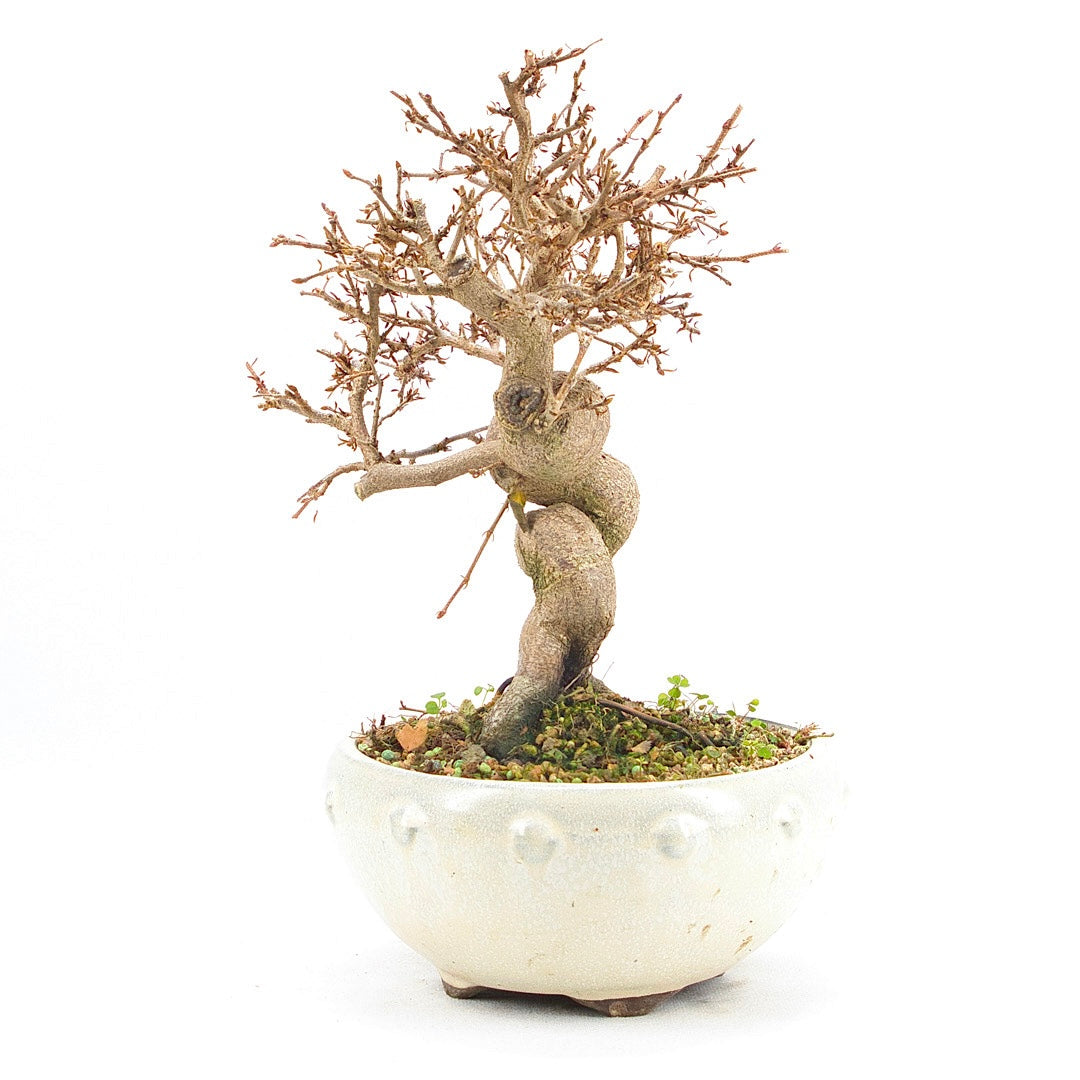 Koreanische Hainbuche ‚Carpinus turczaninowi‘