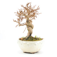 Koreanische Hainbuche ‚Carpinus turczaninowi‘