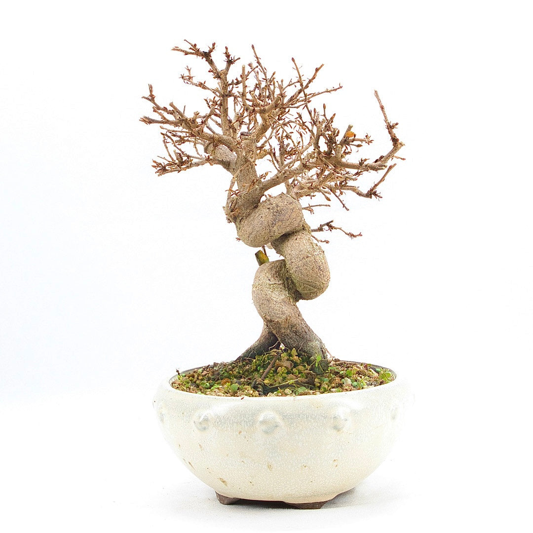 Koreanische Hainbuche ‚Carpinus turczaninowi‘