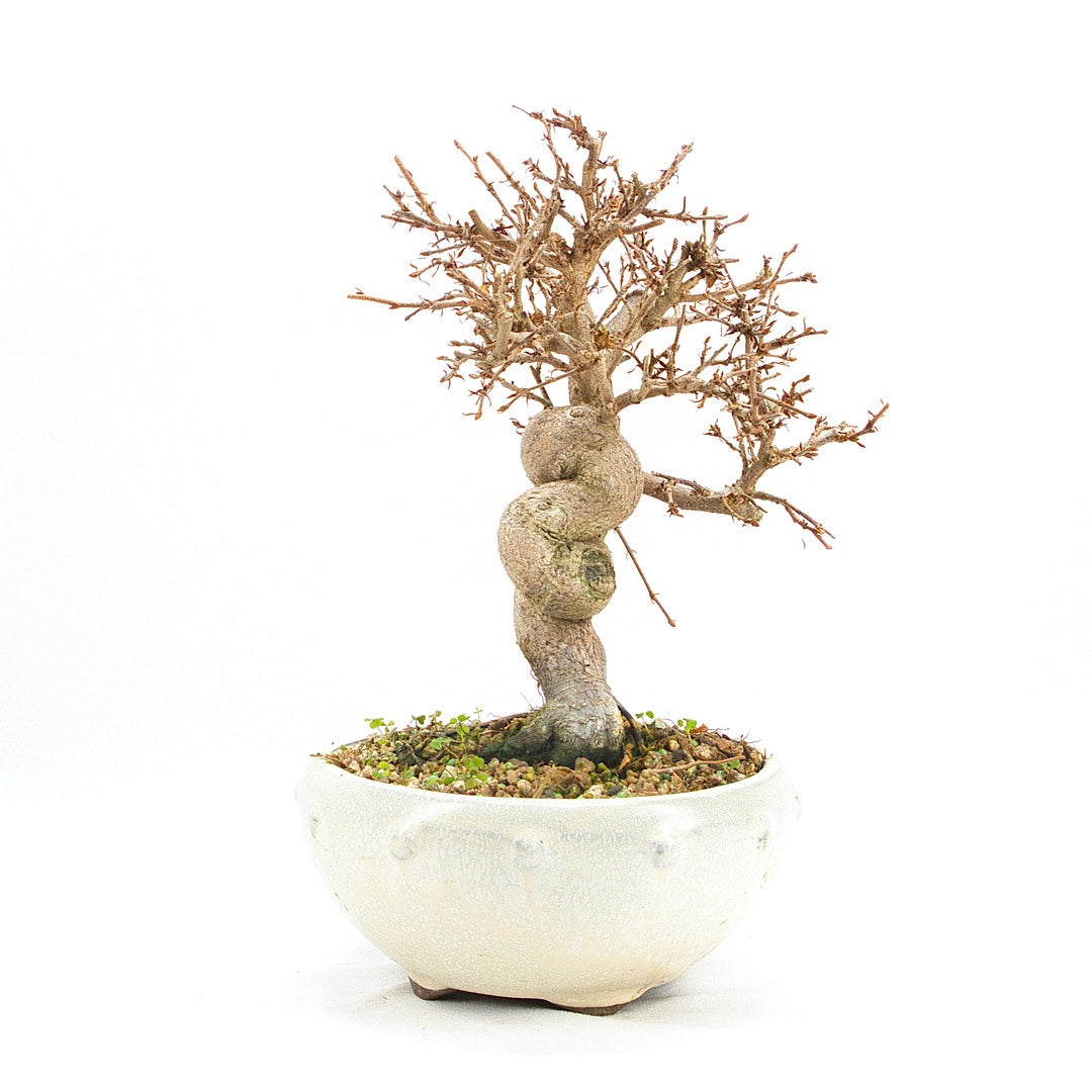 Koreanische Hainbuche ‚Carpinus turczaninowi‘