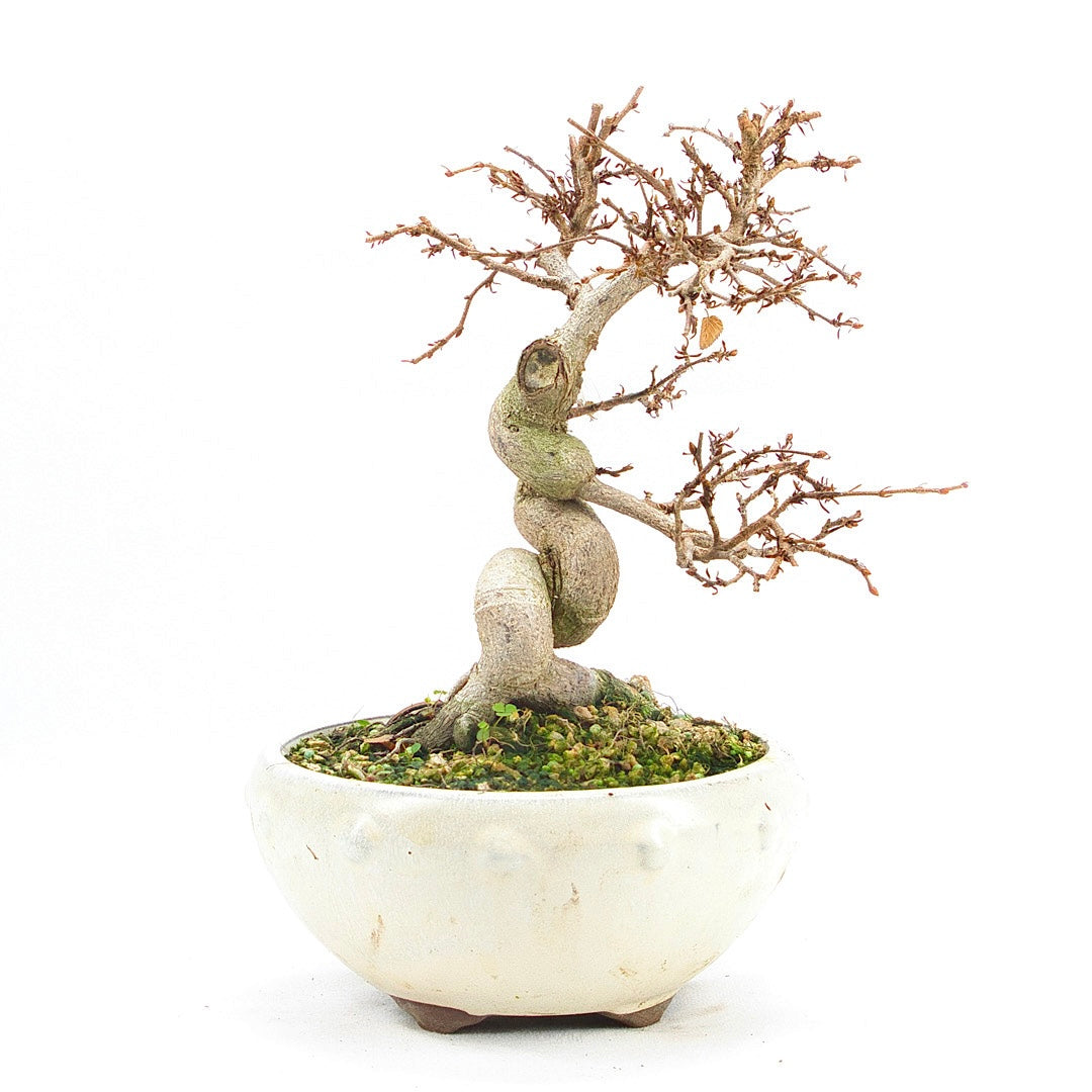 Koreanische Hainbuche ‚Carpinus turczaninowi‘