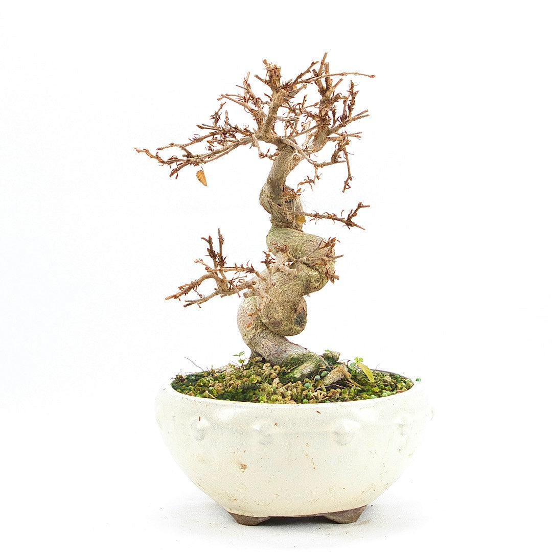 Koreanische Hainbuche ‚Carpinus turczaninowi‘