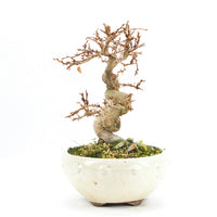 Koreanische Hainbuche ‚Carpinus turczaninowi‘