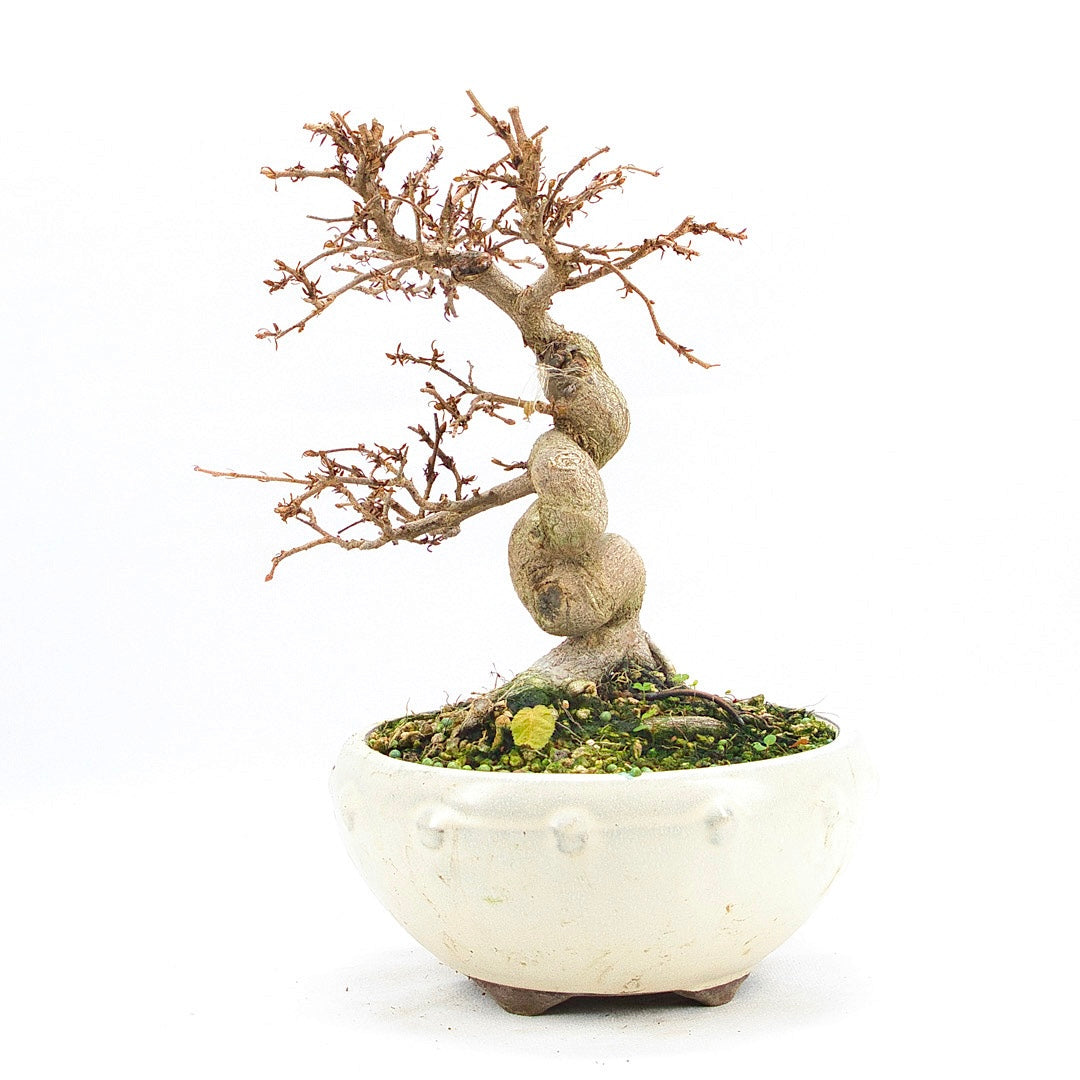 Koreanische Hainbuche ‚Carpinus turczaninowi‘