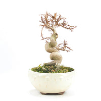 Koreanische Hainbuche ‚Carpinus turczaninowi‘