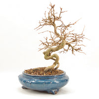 Koreanische Hainbuche ‚Carpinus turczaninowi‘