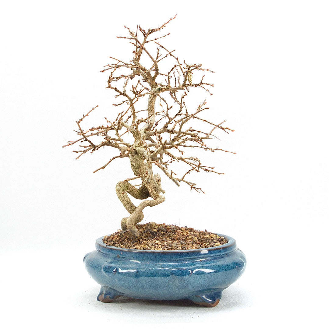 Koreanische Hainbuche ‚Carpinus turczaninowi‘