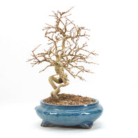 Koreanische Hainbuche ‚Carpinus turczaninowi‘