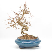 Koreanische Hainbuche ‚Carpinus turczaninowi‘