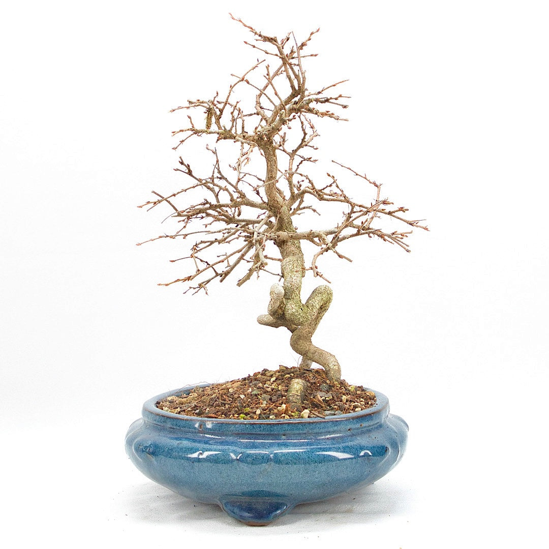 Koreanische Hainbuche ‚Carpinus turczaninowi‘