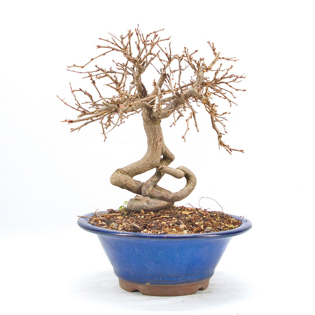 Koreanische Hainbuche ‚Carpinus turczaninowi‘