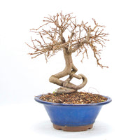 Koreanische Hainbuche ‚Carpinus turczaninowi‘