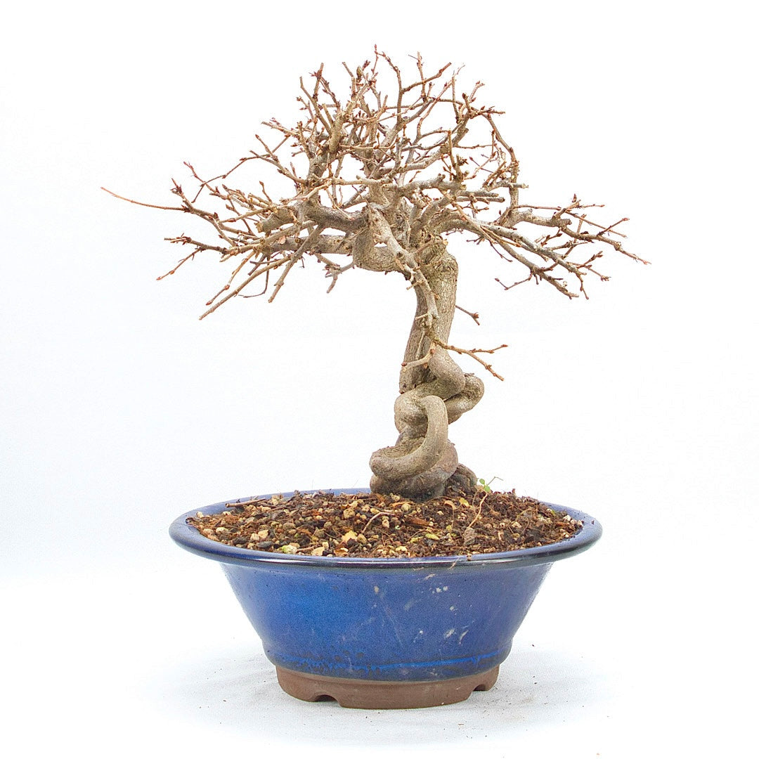 Koreanische Hainbuche ‚Carpinus turczaninowi‘