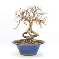 Koreanische Hainbuche ‚Carpinus turczaninowi‘