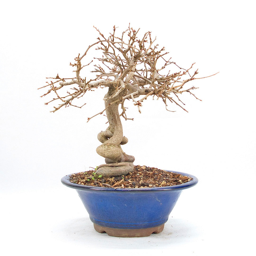 Koreanische Hainbuche ‚Carpinus turczaninowi‘