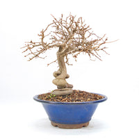 Koreanische Hainbuche ‚Carpinus turczaninowi‘