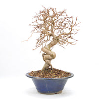 Koreanische Hainbuche ‚Carpinus turczaninowi‘