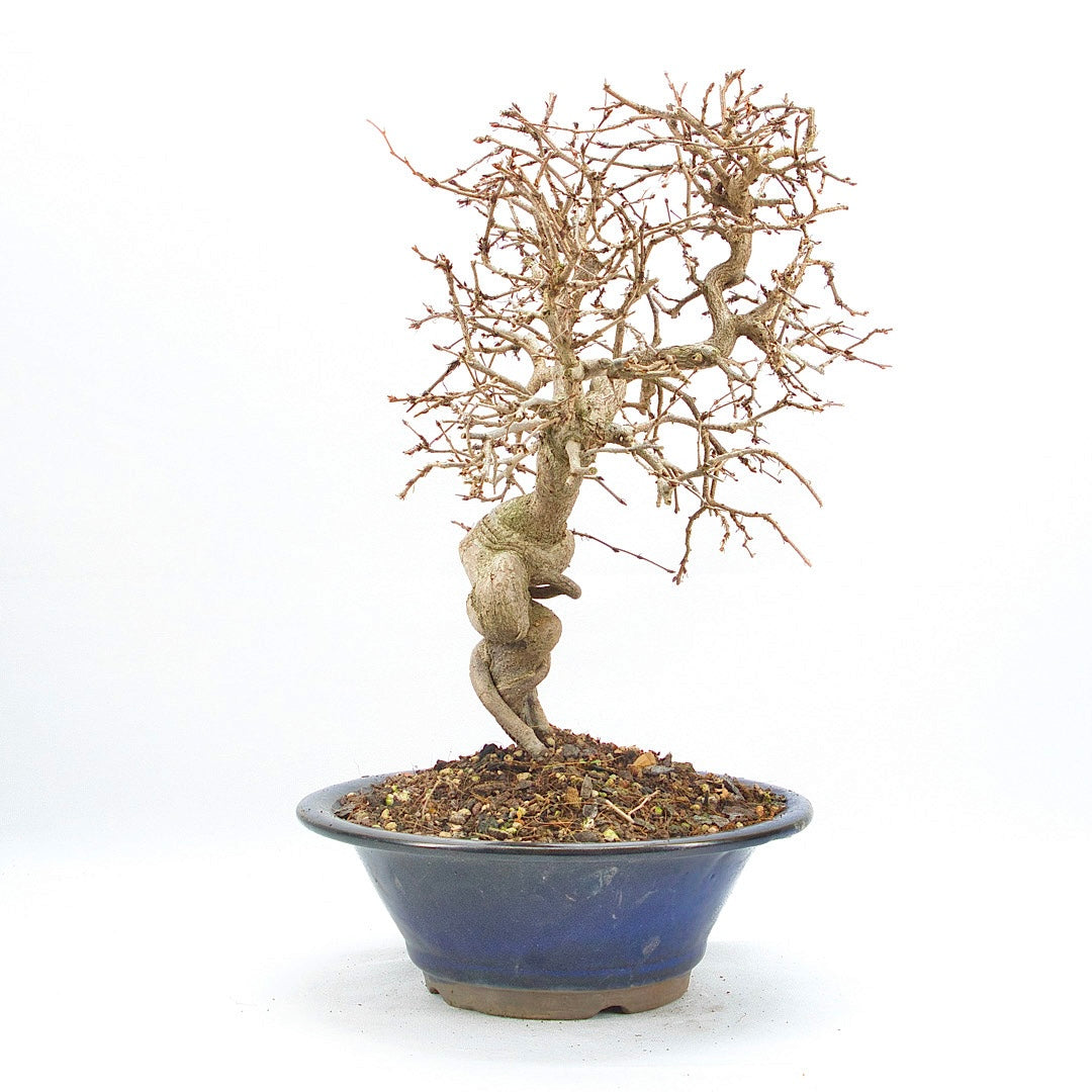 Koreanische Hainbuche ‚Carpinus turczaninowi‘