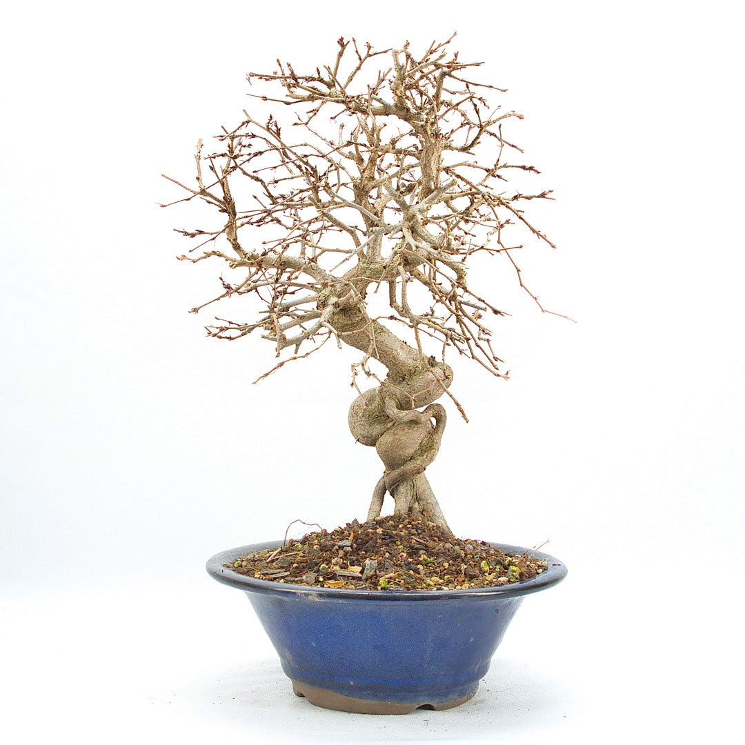 Koreanische Hainbuche ‚Carpinus turczaninowi‘