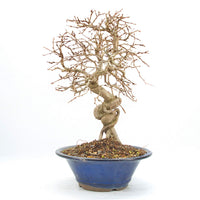 Koreanische Hainbuche ‚Carpinus turczaninowi‘