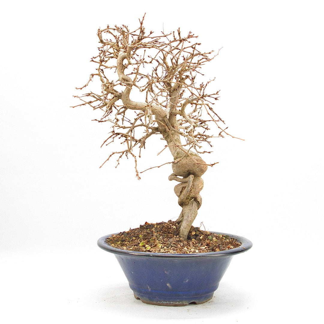 Koreanische Hainbuche ‚Carpinus turczaninowi‘