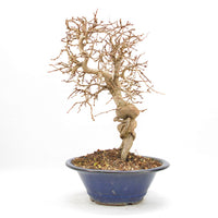 Koreanische Hainbuche ‚Carpinus turczaninowi‘