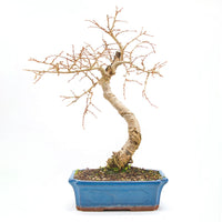 Goldlärche 'Pseudolarix amabilis'