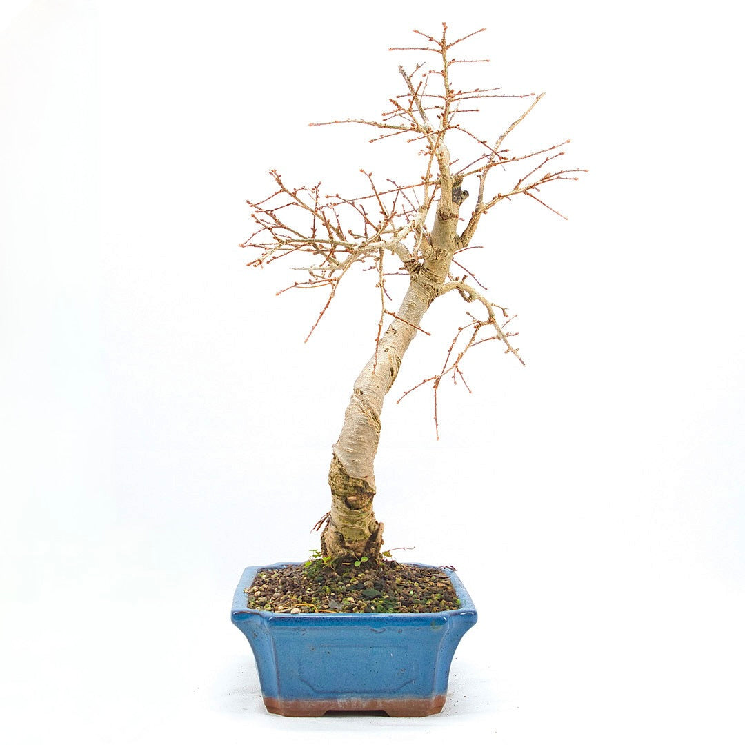 Goldlärche 'Pseudolarix amabilis'