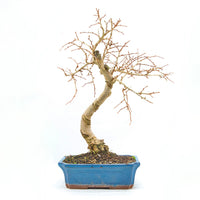 Goldlärche 'Pseudolarix amabilis'