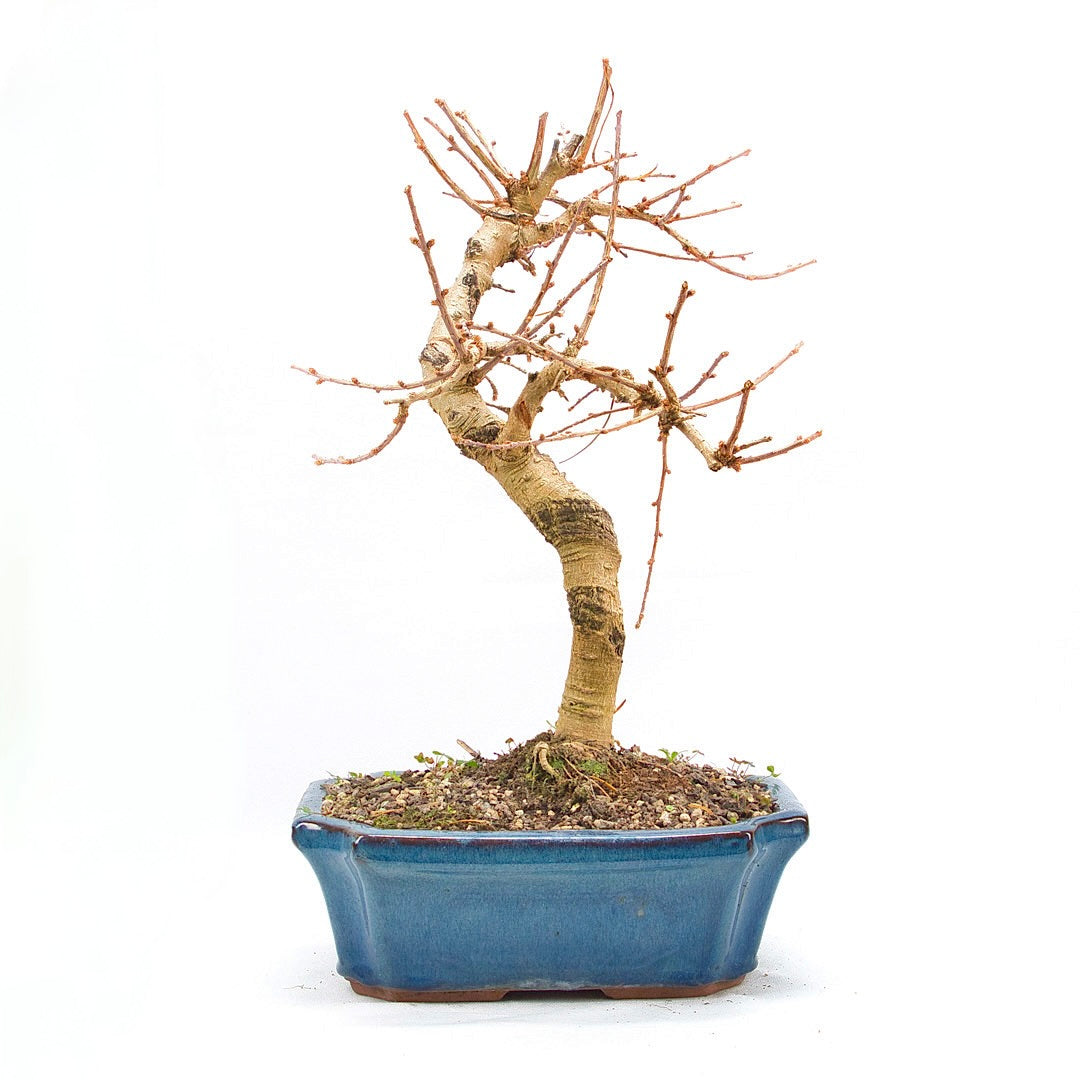 Goldlärche 'Pseudolarix amabilis'