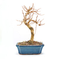 Goldlärche 'Pseudolarix amabilis'