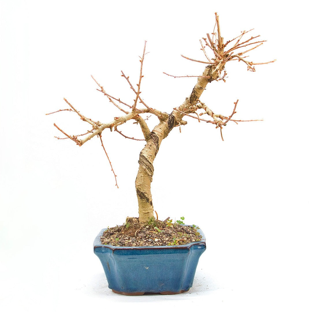 Goldlärche 'Pseudolarix amabilis'