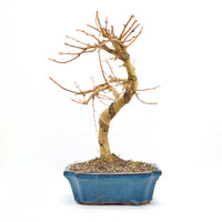 Goldlärche 'Pseudolarix amabilis'