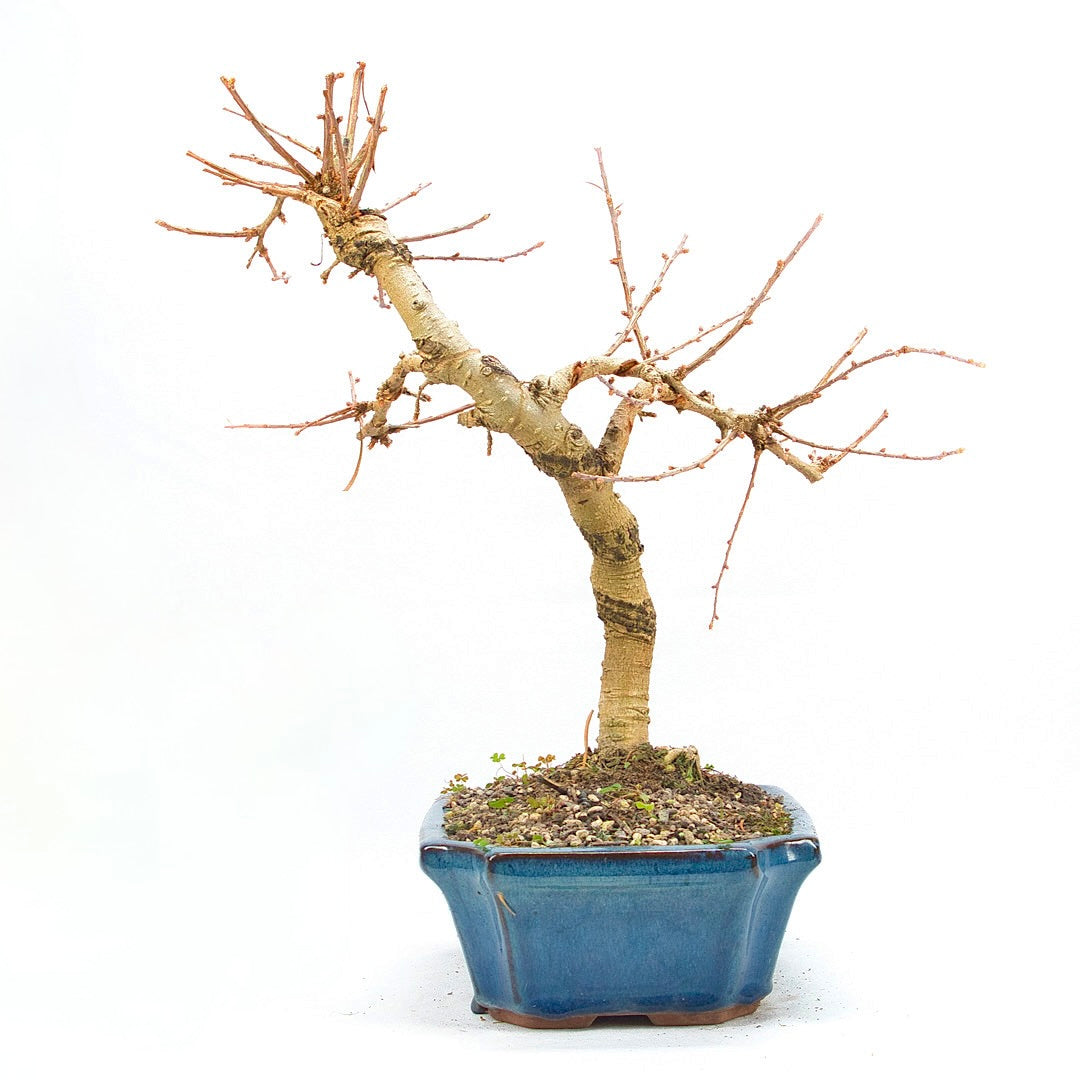 Goldlärche 'Pseudolarix amabilis'