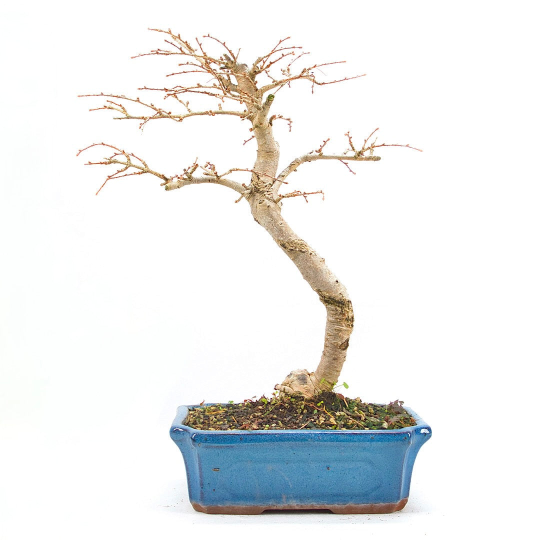 Goldlärche 'Pseudolarix amabilis'