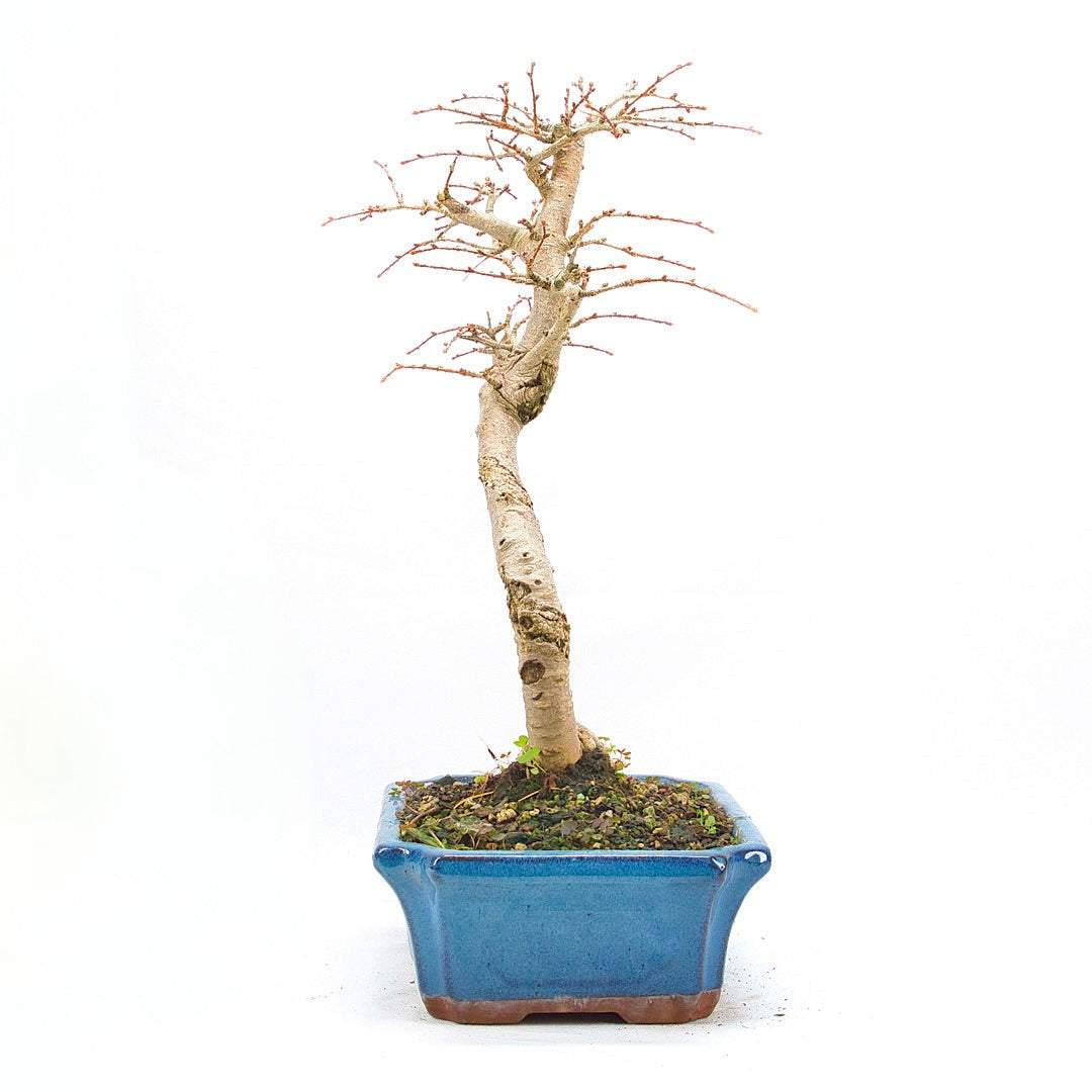 Goldlärche 'Pseudolarix amabilis'