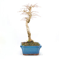 Goldlärche 'Pseudolarix amabilis'