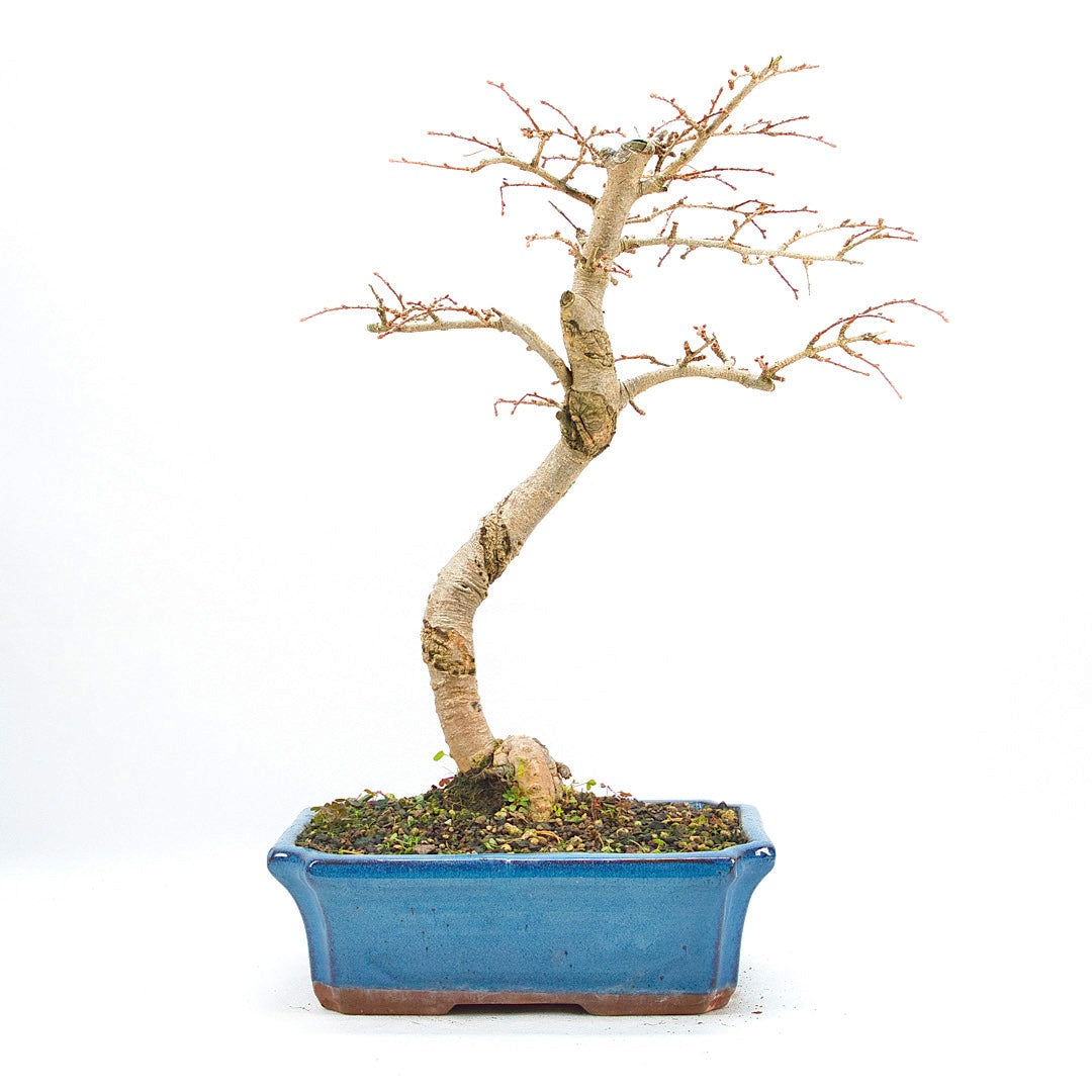 Goldlärche 'Pseudolarix amabilis'