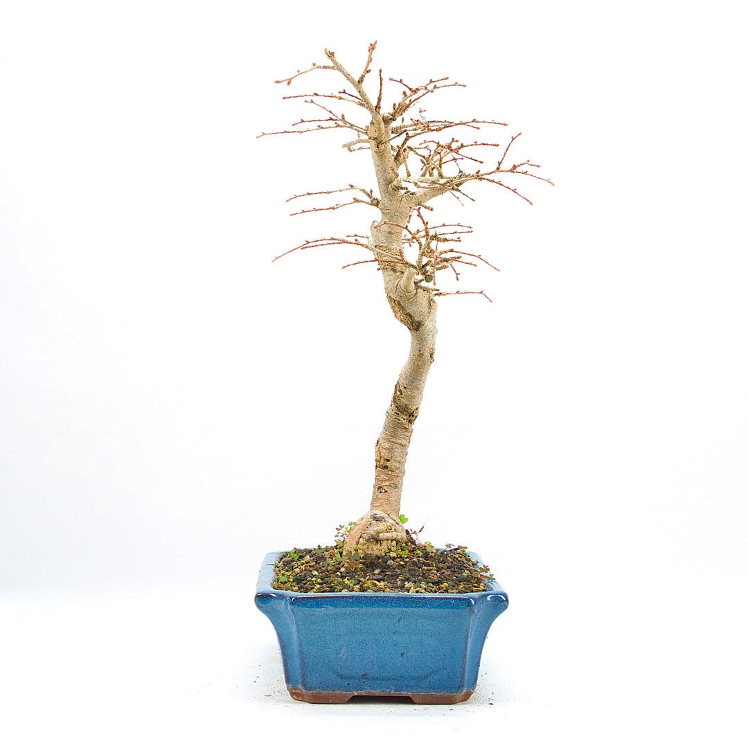 Goldlärche 'Pseudolarix amabilis'