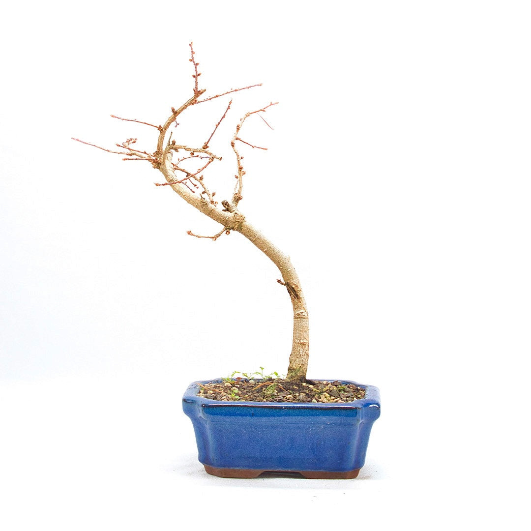 Goldlärche 'Pseudolarix amabilis'