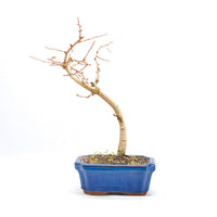 Goldlärche 'Pseudolarix amabilis'