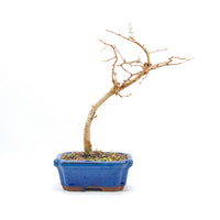 Goldlärche 'Pseudolarix amabilis'